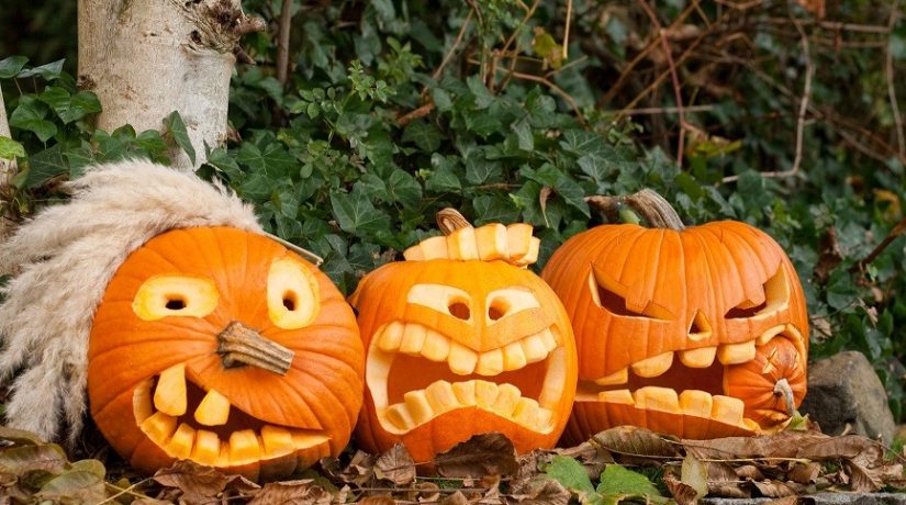 Киевский зоопарк устроит Zоо Halloween для питомцев