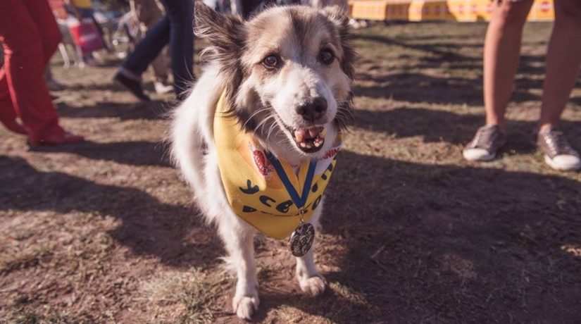 В Киеве пройдет выставка беспородных собак «Кубок Барбоса»