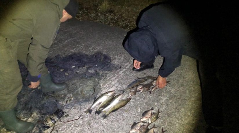 Полиция Киевской области задержала браконьеров, застреливших лебедя