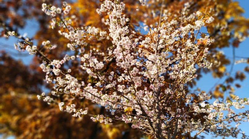 В Днепровском районе можно полюбоваться пышным цветением сакур