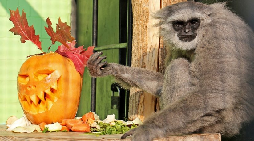 Киевский зоопарк показал, как животные празднуют Хеллоуин