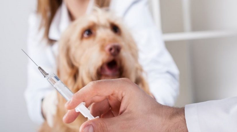 В Соломенском районе проведут бесплатную вакцинацию животных от бешенства