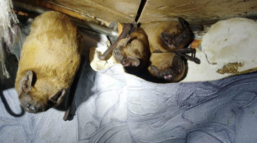 В доме на улице Верховинной житель обнаружил на балконе 120 летучих мышей
