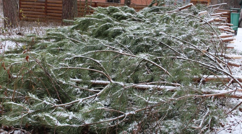 Для главной елки страны везут 400 хвойных деревьев из Житомирской области