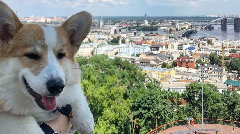 Амбассадором Киева стала собака-блогер. Вы видели ее экскурсию столицей?