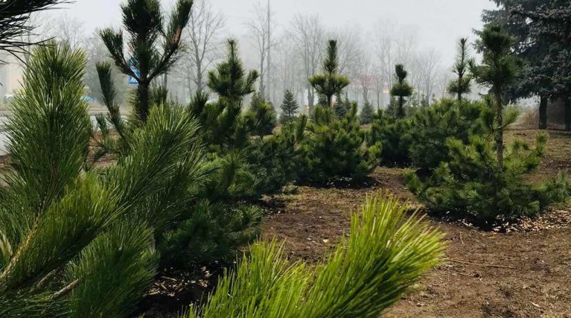 В Соломенском районе высадили более 500 деревьев