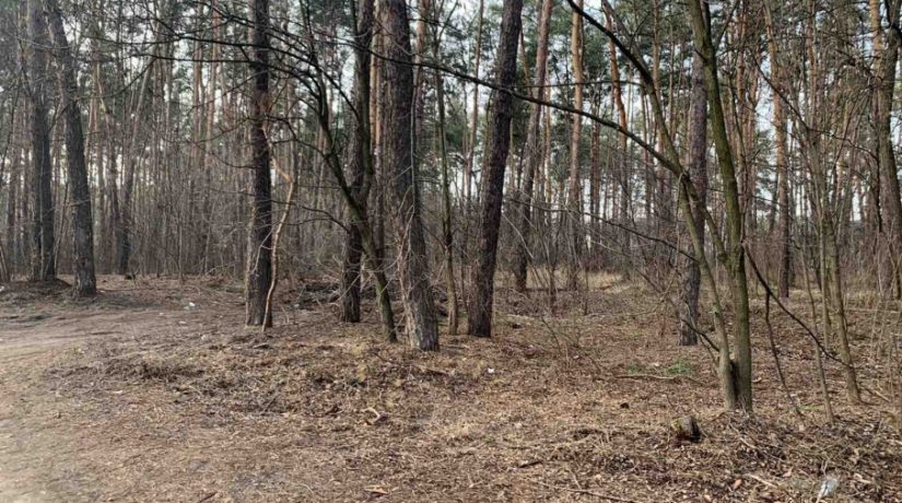 Быковнянский лес очистили от мусора