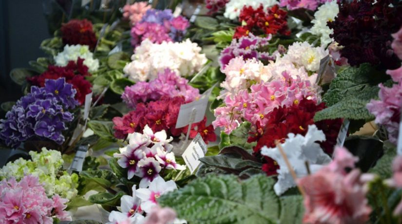 Красивые и хищные. Выставка комнатных растений к 8 марта в Киеве