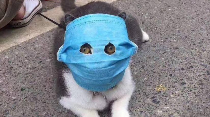 Хроники коронавируса. Кошки в Китае начали носить маски