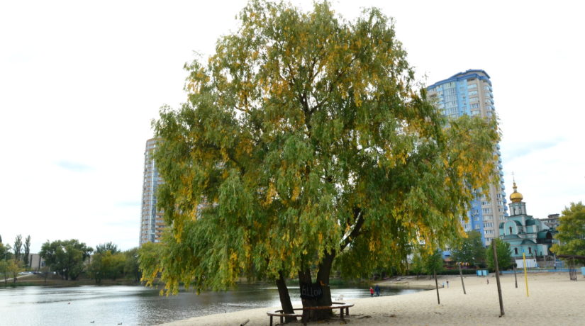 «Дерево Виктора Цоя» на озере Тельбин стало памятником