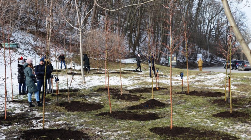Новый год деревьев. В Киеве появился яблоневый сад по случаю еврейского праздника