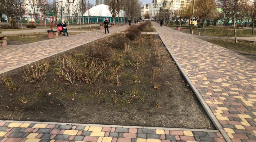Снова вандалы: В парке Дарницкого района украли кусты роз