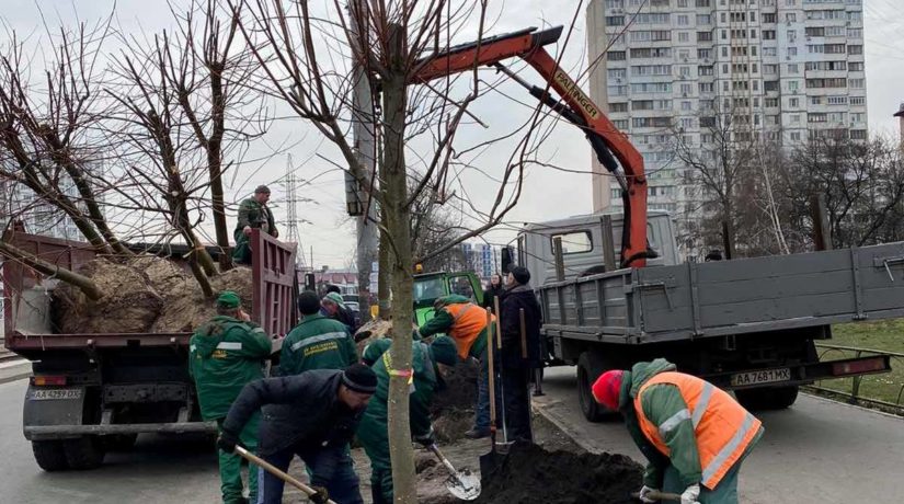 Киев станет зеленее: Вдоль улицы Мирпольской высадили 20 больших кленов
