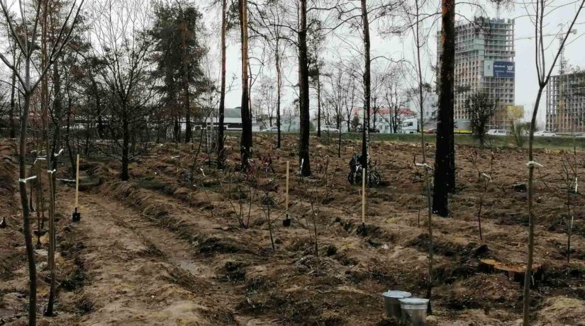 Возле метро “Лесная” на месте отравленных сосен высадили новые деревья