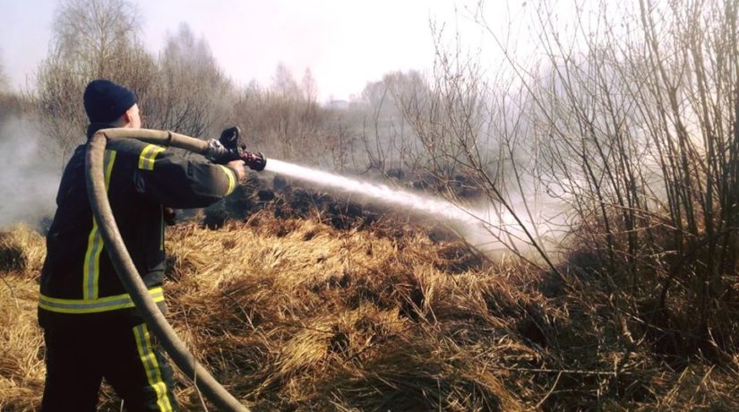 «Выкуривала» лисиц: жительница Киевской области сожгла гектар травы и 40 деревьев