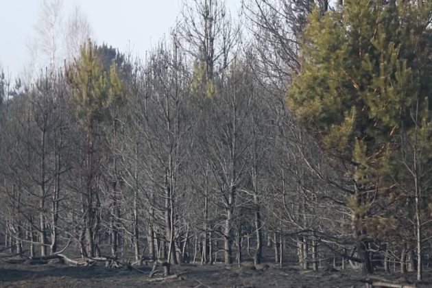 Природа допоможе рятувальникам у Чорнобилі – очікуються дощі