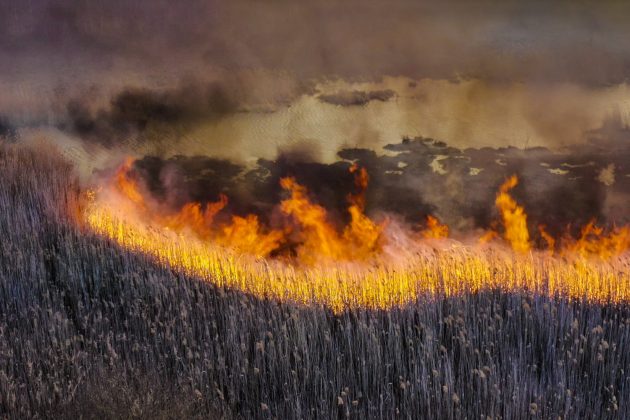 У Чорнобилі вогонь знищив тисячі гектарів лісу – тварини шукають їжу