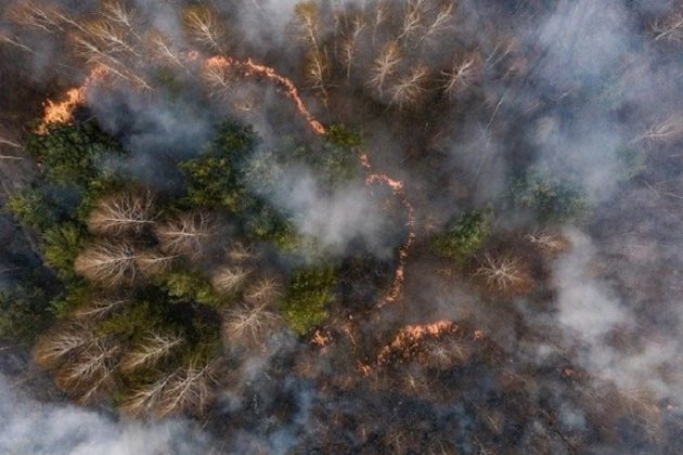 Пожежа у Чорнобилі: в одному з лісництв загасили вогонь