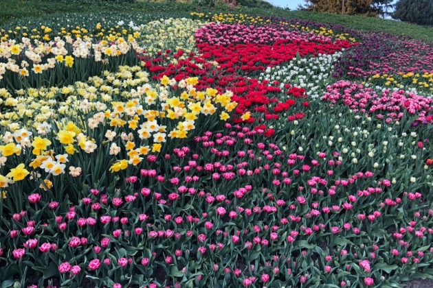 Тюльпани на Співочому полі – тепер онлайн-виставка