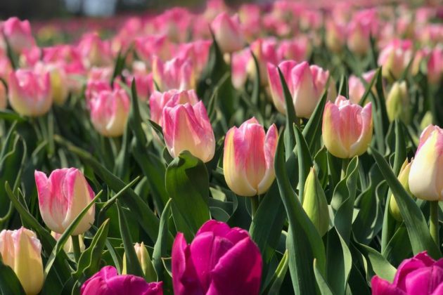 Неймовірна краса! На Співочому полі квітнуть тюльпани