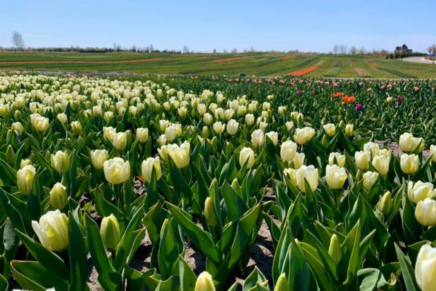 Маленька Голландія на Київщині: в новому дендропарку зацвіли поля тюльпанів