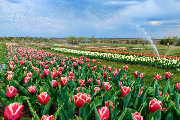 Різнобарвні доріжки мільйонів тюльпанів: “Добропарк” поділився новими фото