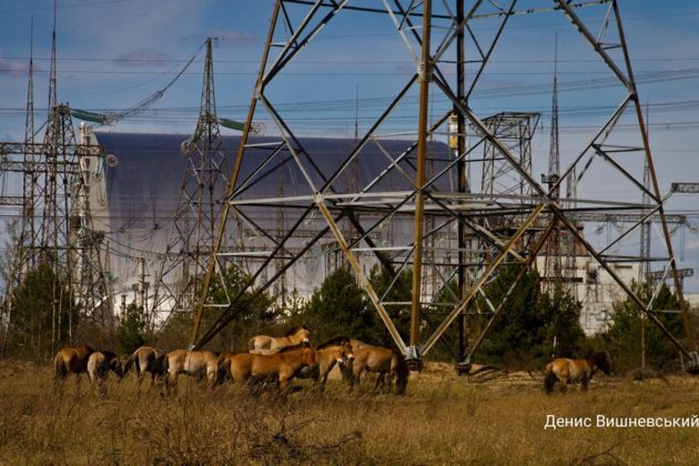Яких тварин знищили пожежі у Чорнобилі – прогноз науковців