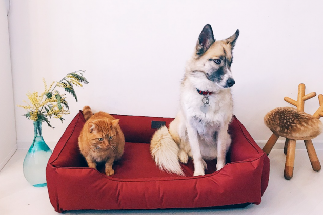 Лежаки для собак от Harley and Cho — удобные, практичные, стильные