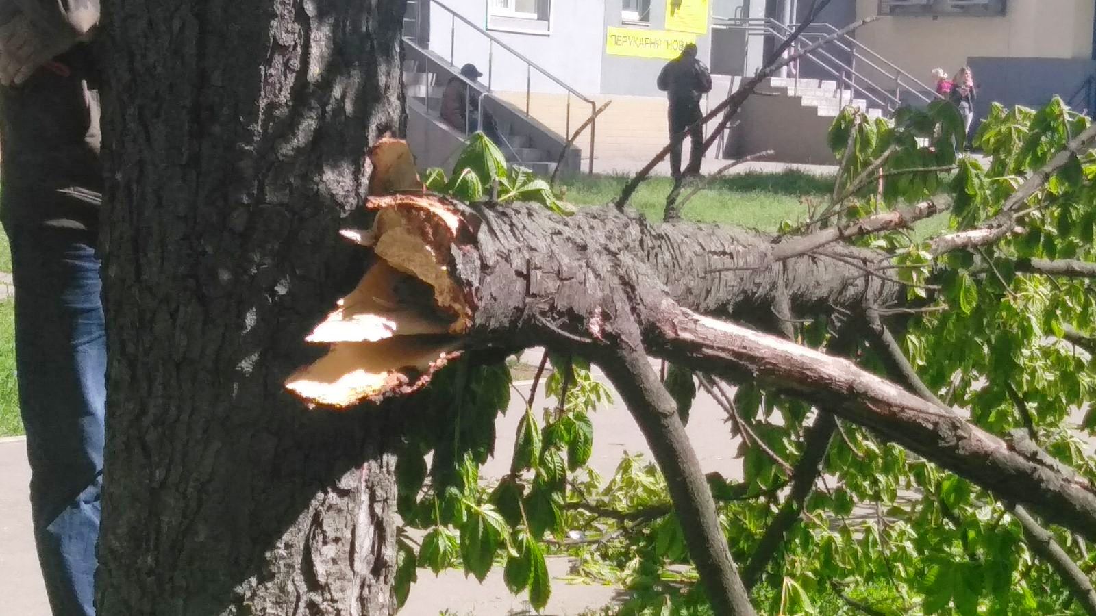 Ураган сломал деревья