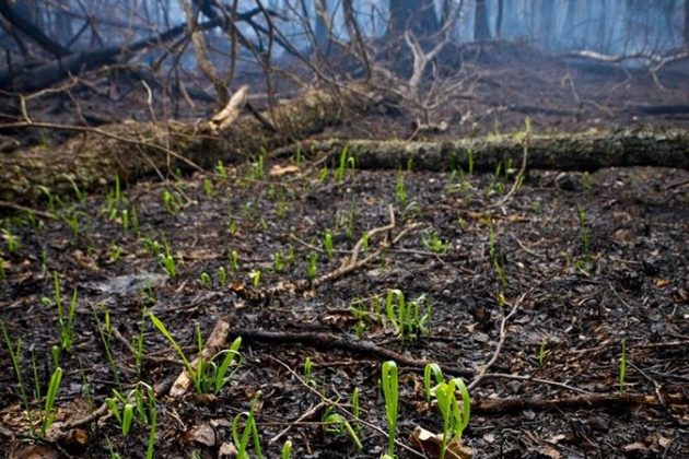 Зеленим по Чорному: на згарищах Чорнобиля відроджуються рослини