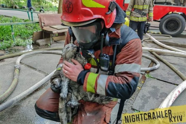 Погляд вартий тисячі слів: вражаюче фото порятунку кота пожежниками