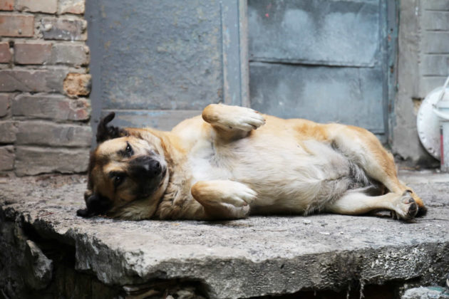 “Собаче серце” Києва. Історія бездомної собаки Марфи та її друзів