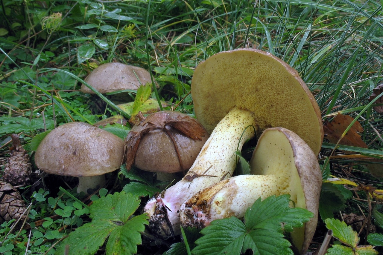 Прогноз термінів виходу грибів у Ленінградській області