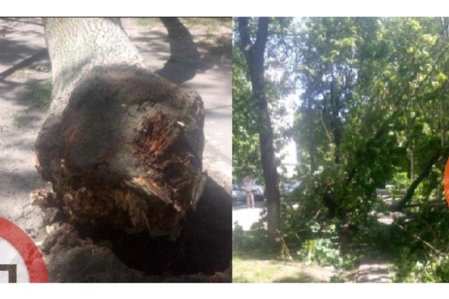 Дерево упало на людей біля НАУ