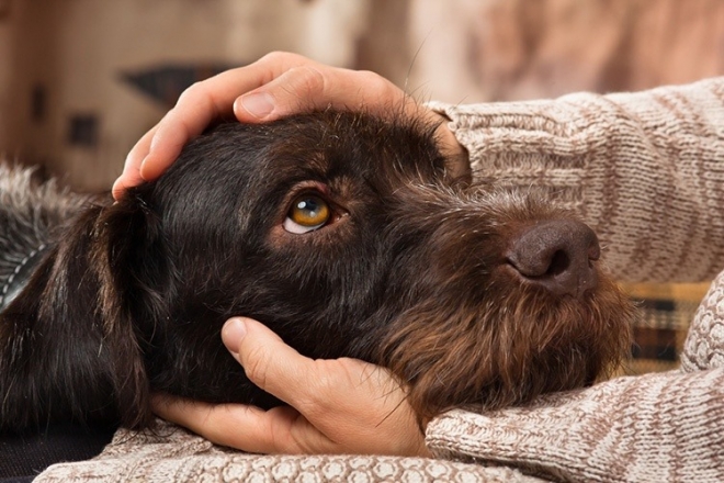 Концтабір для собак: у передмісті рятують тварин з притулку, власниця якого пожертви витрачала на себе