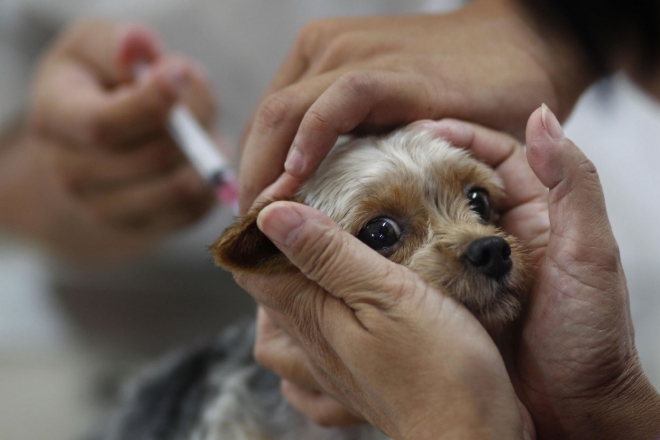 У громадах Бучанського району проведуть безкоштовну вакцинацію тварин від сказу