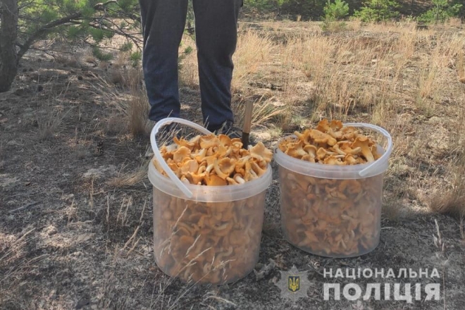 З Чорнобильської зони намагались вивезти понад 300 кг радіаційних грибів та ягід