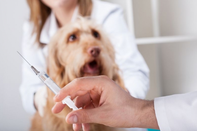 Безкоштовно вакцинувати тварин від сказу можна 20 липня