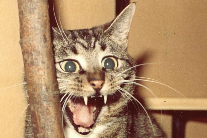 У Кончі-Заспі виявили сказ у безпритульної кішки. Вона встигла покусати людину