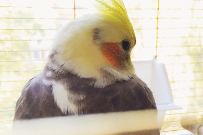 Згубили “очі дівочі”: папужка-утікач, що жив серед голубів, повернувся до клітки