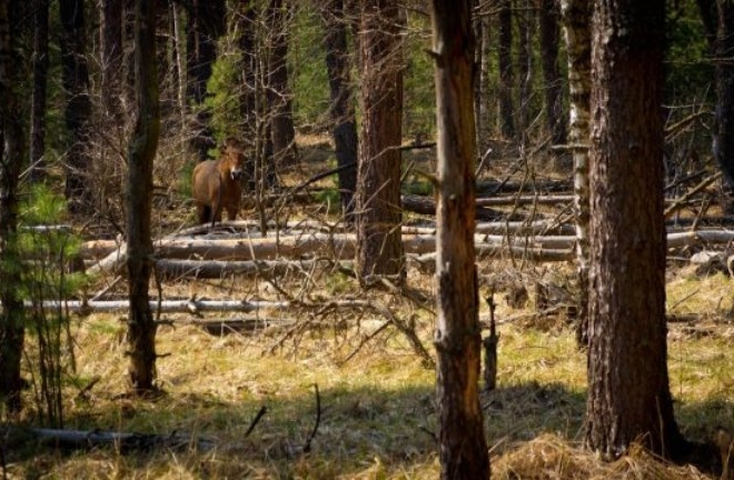 Лісову ділянку у зоні відчуження вартістю 3 млн грн повернули державі