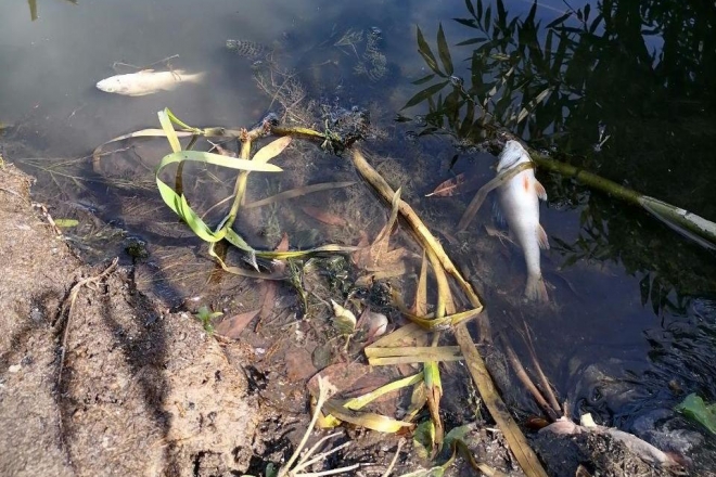 В озері біля Бучі загинула риба та раки (ФОТО)