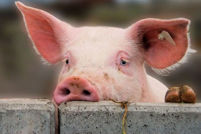 Через африканський вірус знищать всіх свиней у селі на Фастівщині