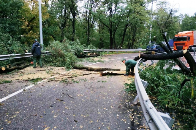 Буревій повалив дерева у 4 районах – постраждали автівки і лінії електропередачі