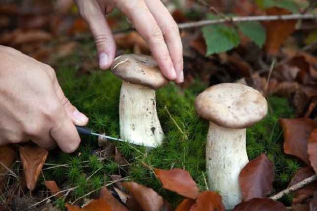 Як не отруїтися грибами – пам’ятка
