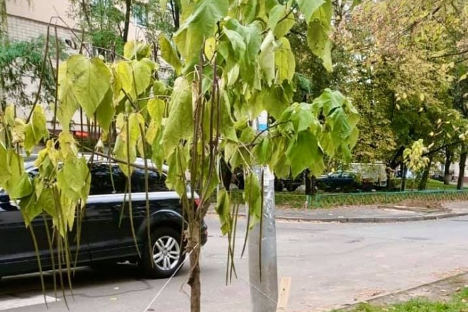 На Чоколівці висадили 15 макаронних дерев з квітками орхідеї (ФОТО)