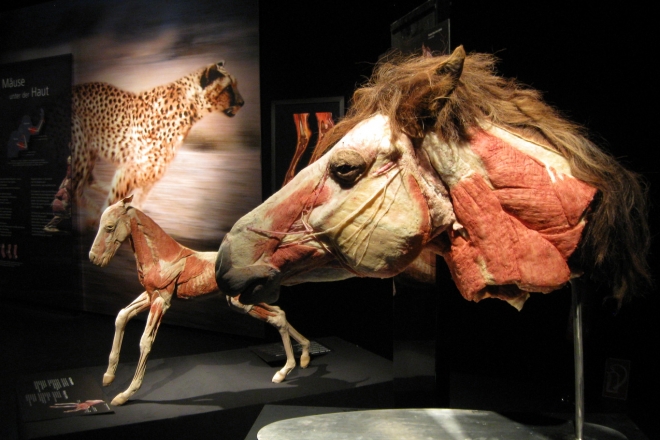 На ВДНГ відкриється шокуюча виставка “Всесвіт тіла: Всередині тварин” (ФОТО)