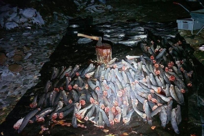 Вночі у київському лісі патрали африканських сомів – риба була всюди (ФОТО)