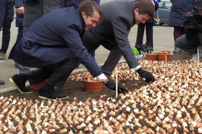 У Києві розквітнуть 100 тисяч тюльпанів на честь Героїв Небесної сотні