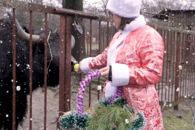2021 буде лагідним: Снігуронька у зоопарку пригостила тварин-символів Нового року